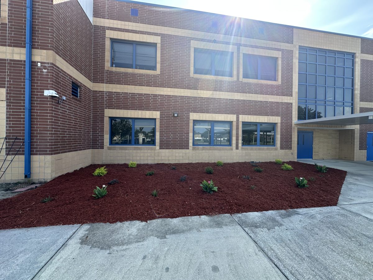 After: the same bed cleared, replanted in rows, and covered in fresh dark mulch.