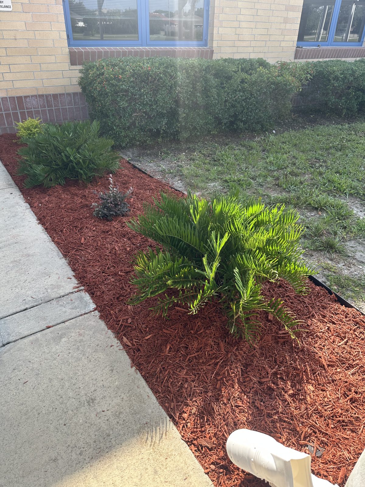 After: the same hedges trimmed and the bed cleared and mulched.