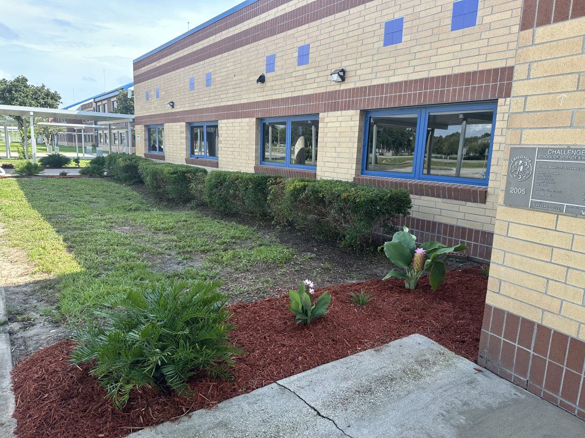 After: the same bed cleared, edged, mulched, and replanted along the window line.