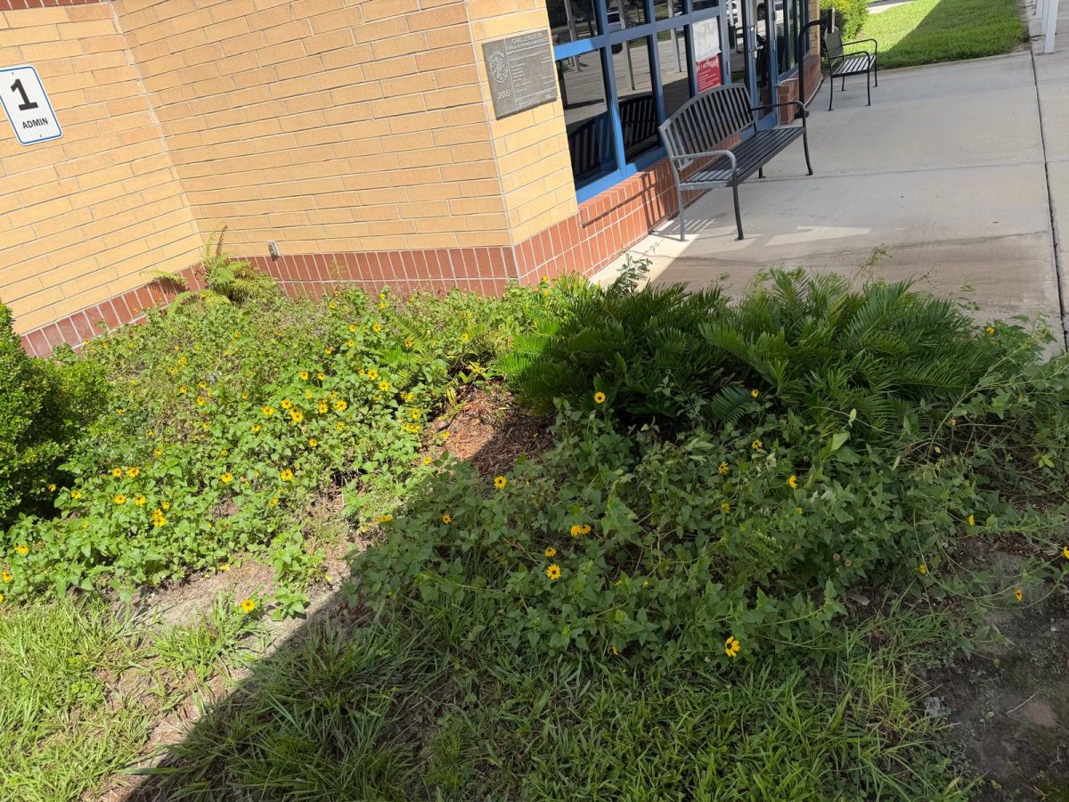 Before: an overgrown bed of weeds and wildflowers spilling over the walkway by the front office entrance.