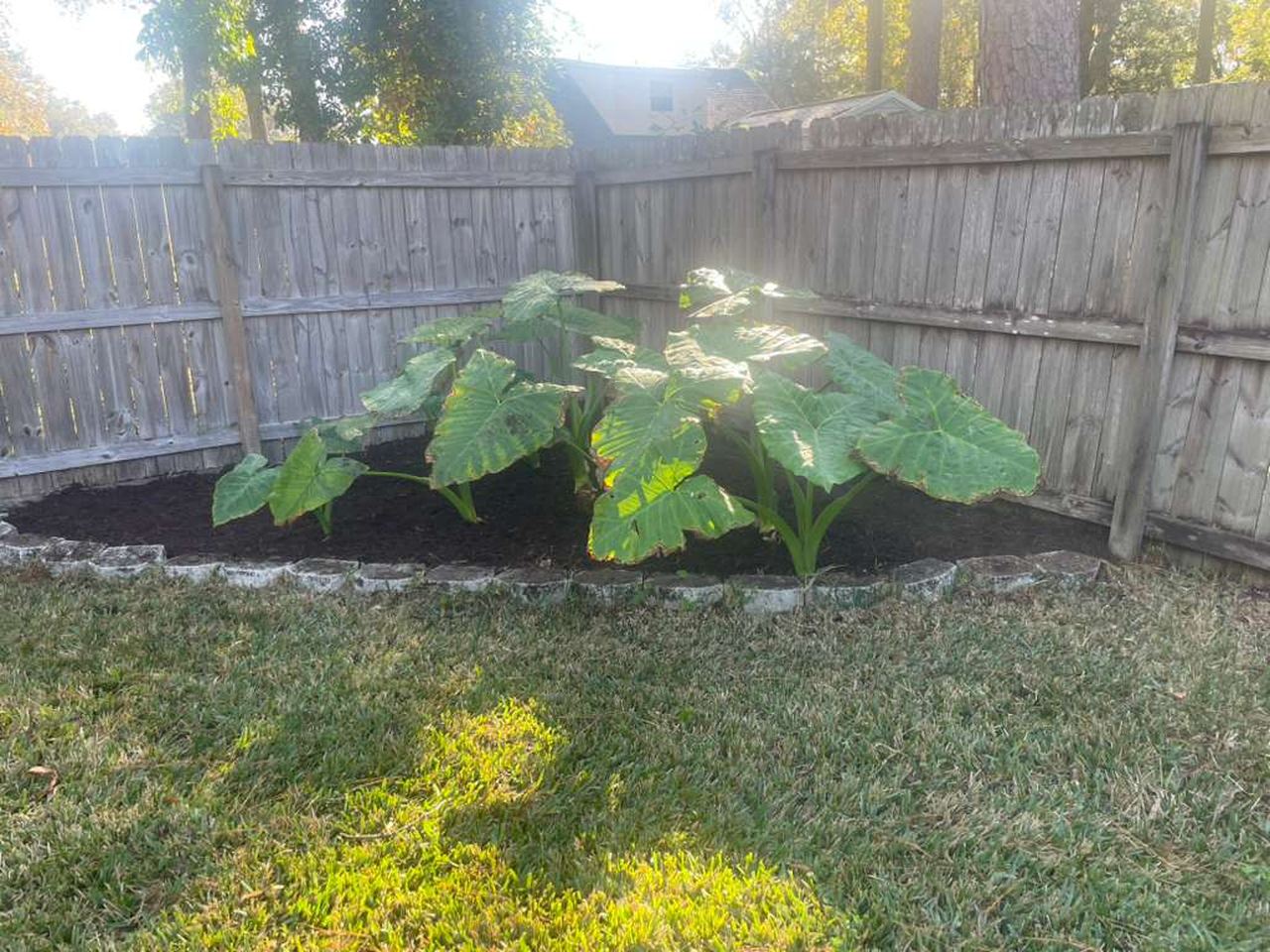 After: the same corner bed cut back, re-edged with stone, and topped with fresh dark mulch.
